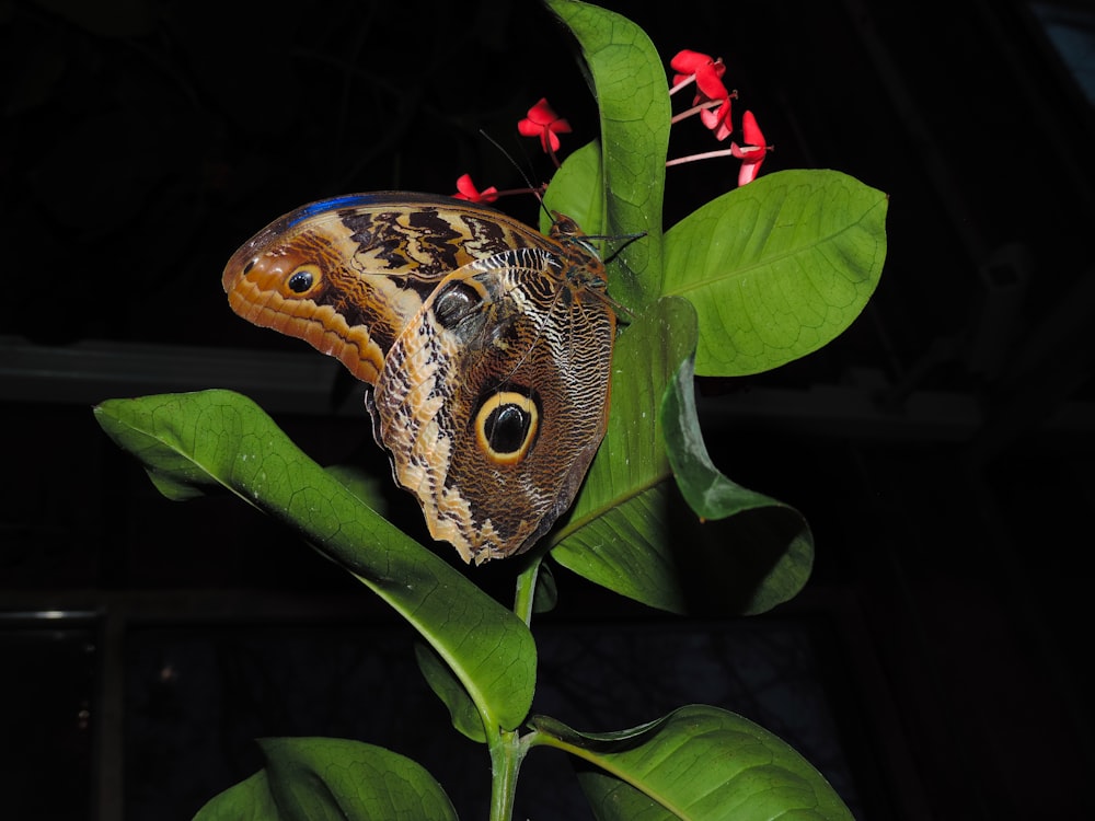 a butterfly on a flower