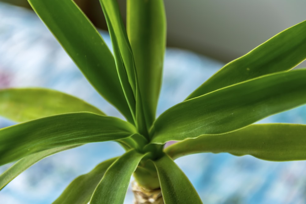 close-up of a plant