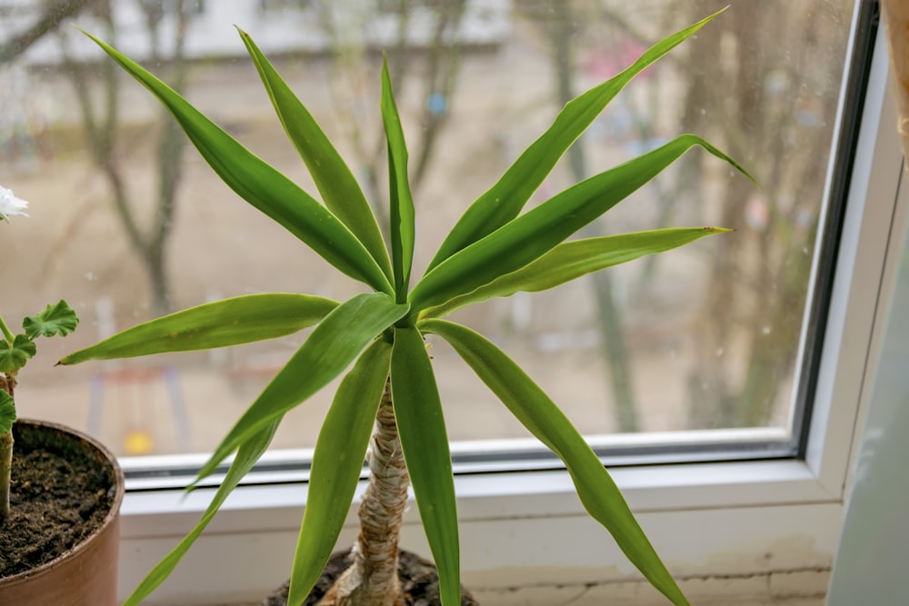 a plant in a pot