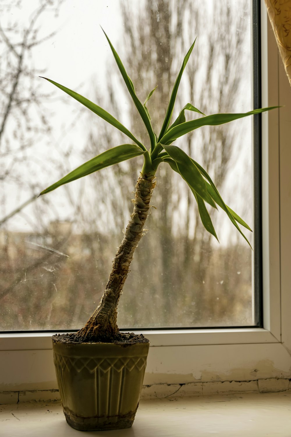 a plant in a pot