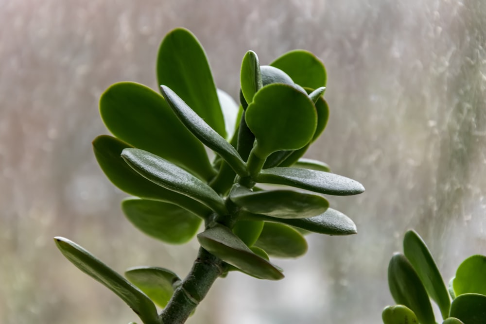 a close up of a plant