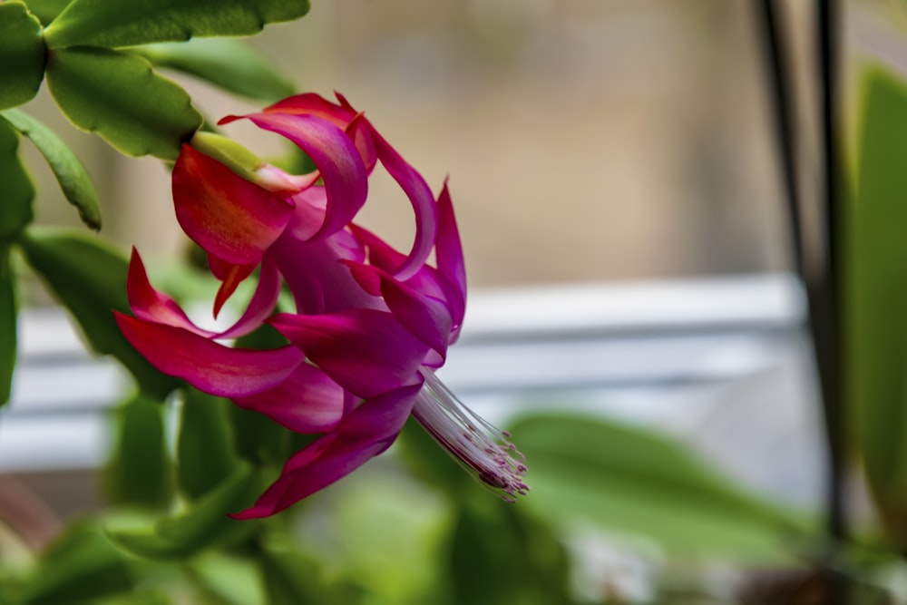 a pink flower with green leaves