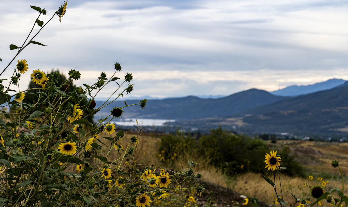 Wild sunflowers on a dry hillside near Huntsville, Utah, with a reservoir and hills behind
