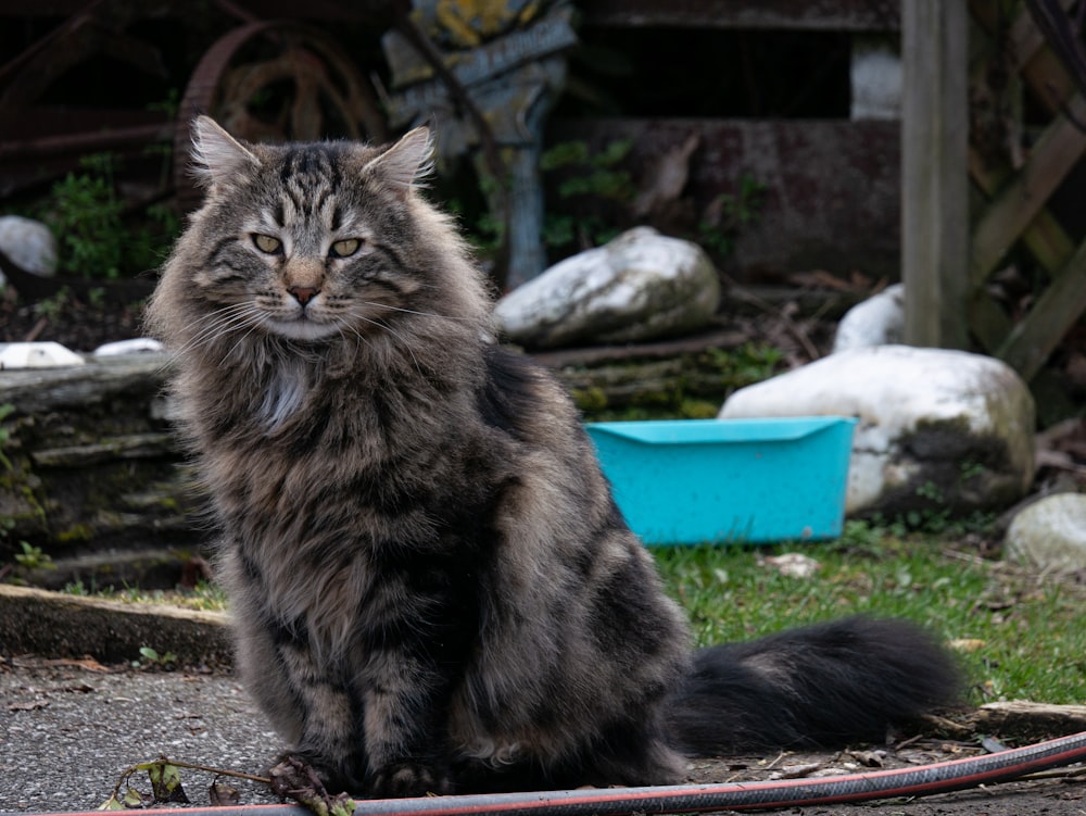 a cat sitting on grass