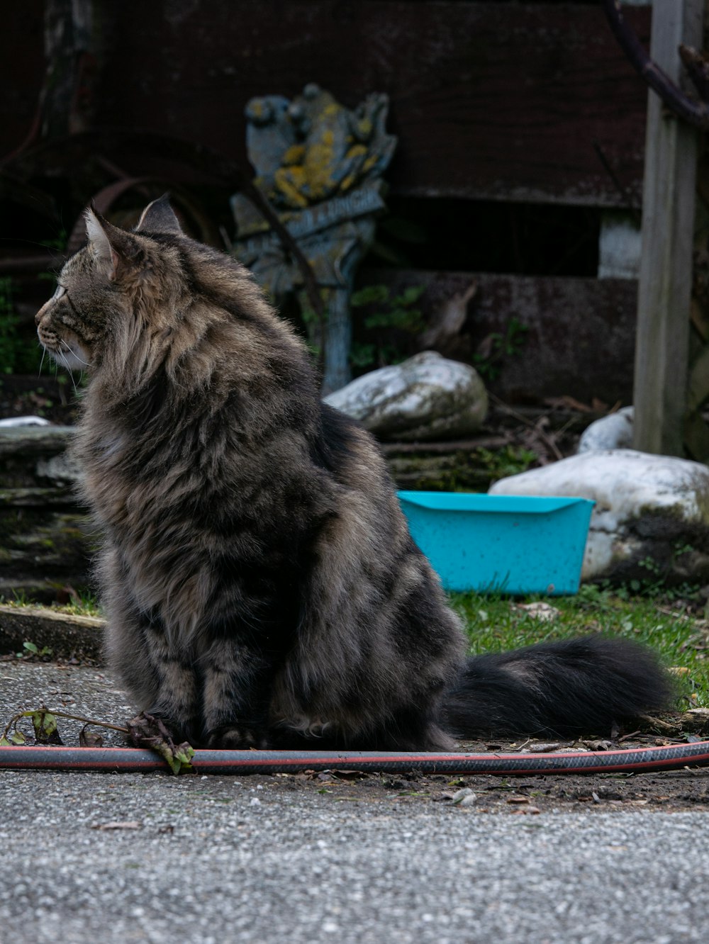 a cat sitting on the ground