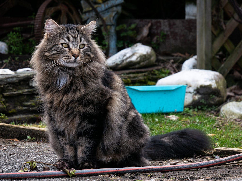 a cat sitting on a mat