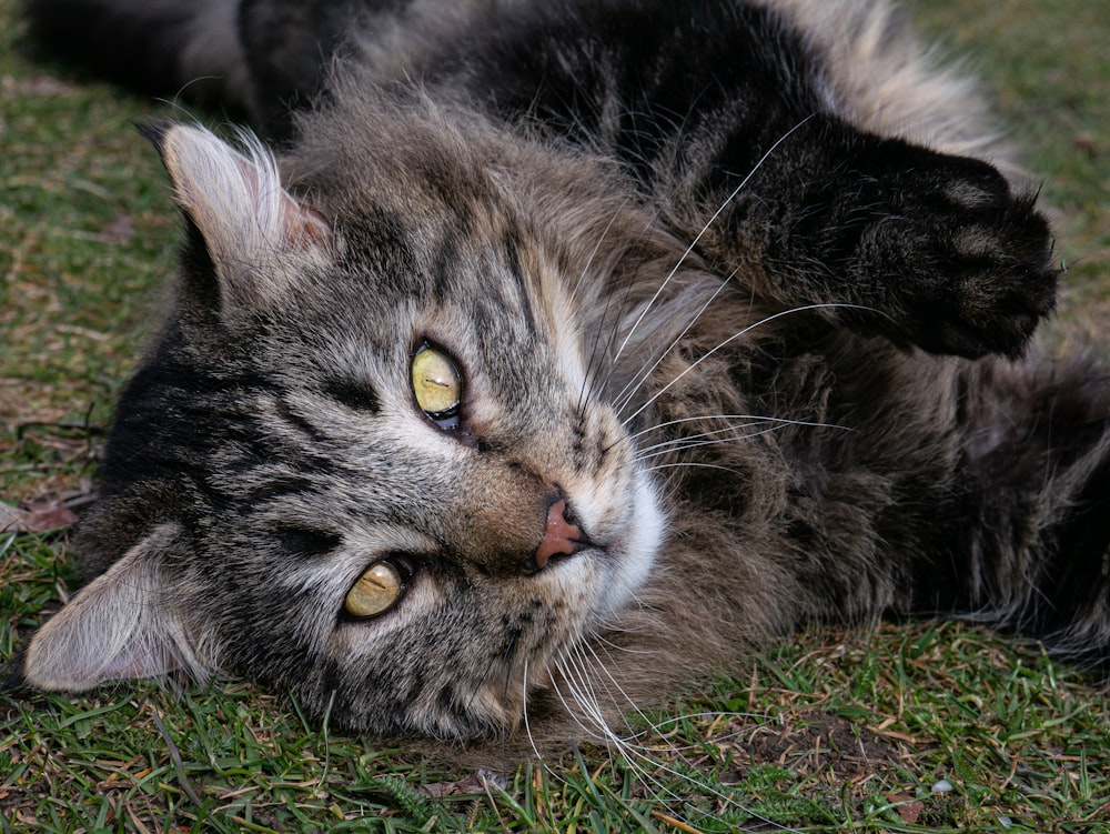 a cat lying on the ground