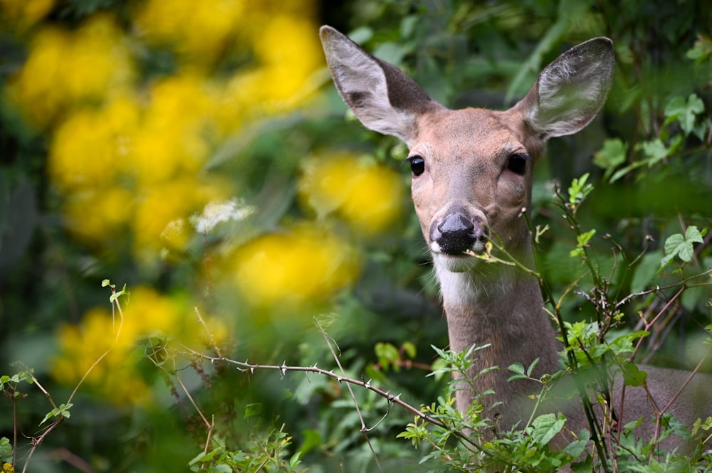 a deer in a bush