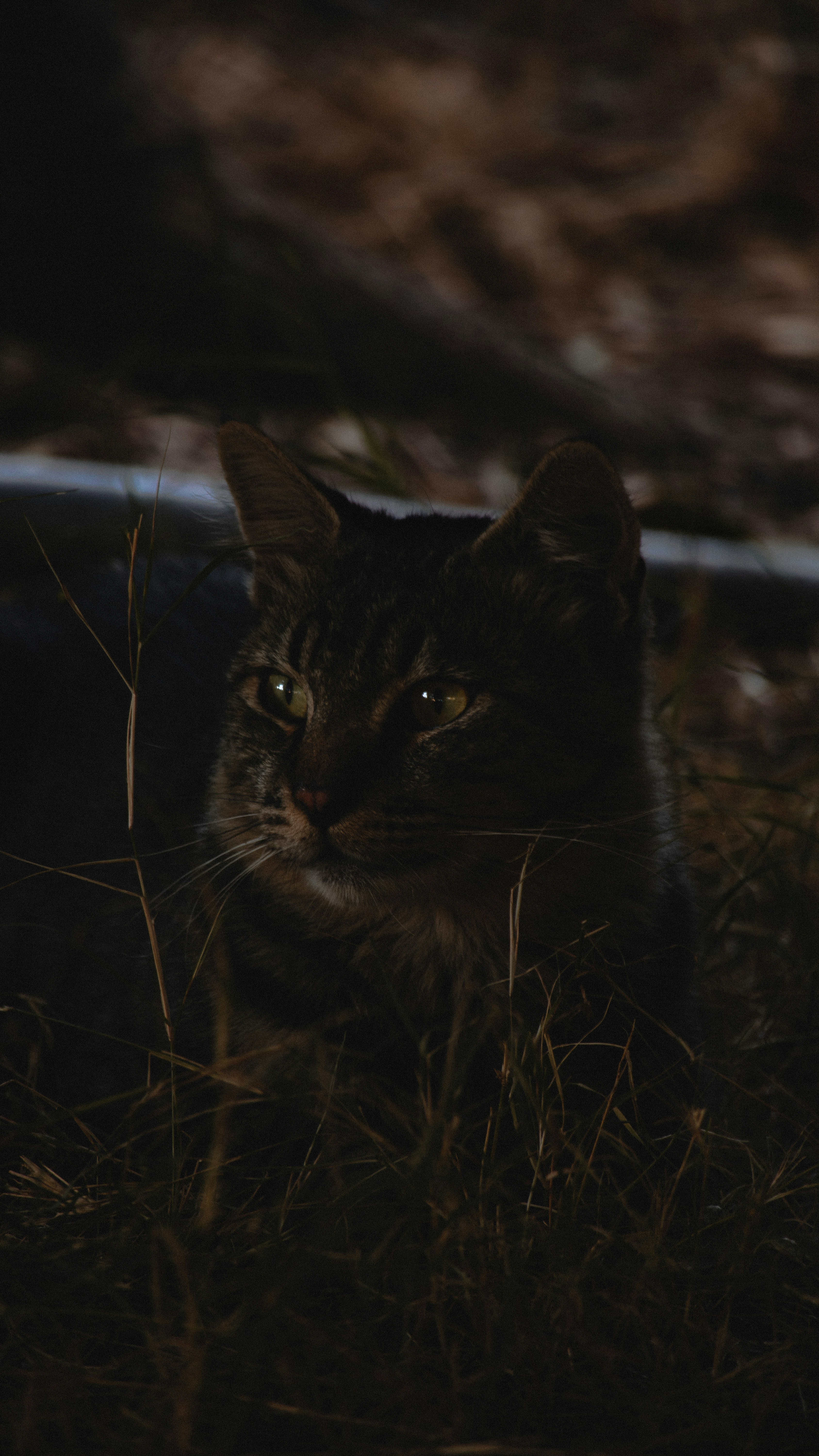 Positioning Themselves Close to You (image credits: unsplash)