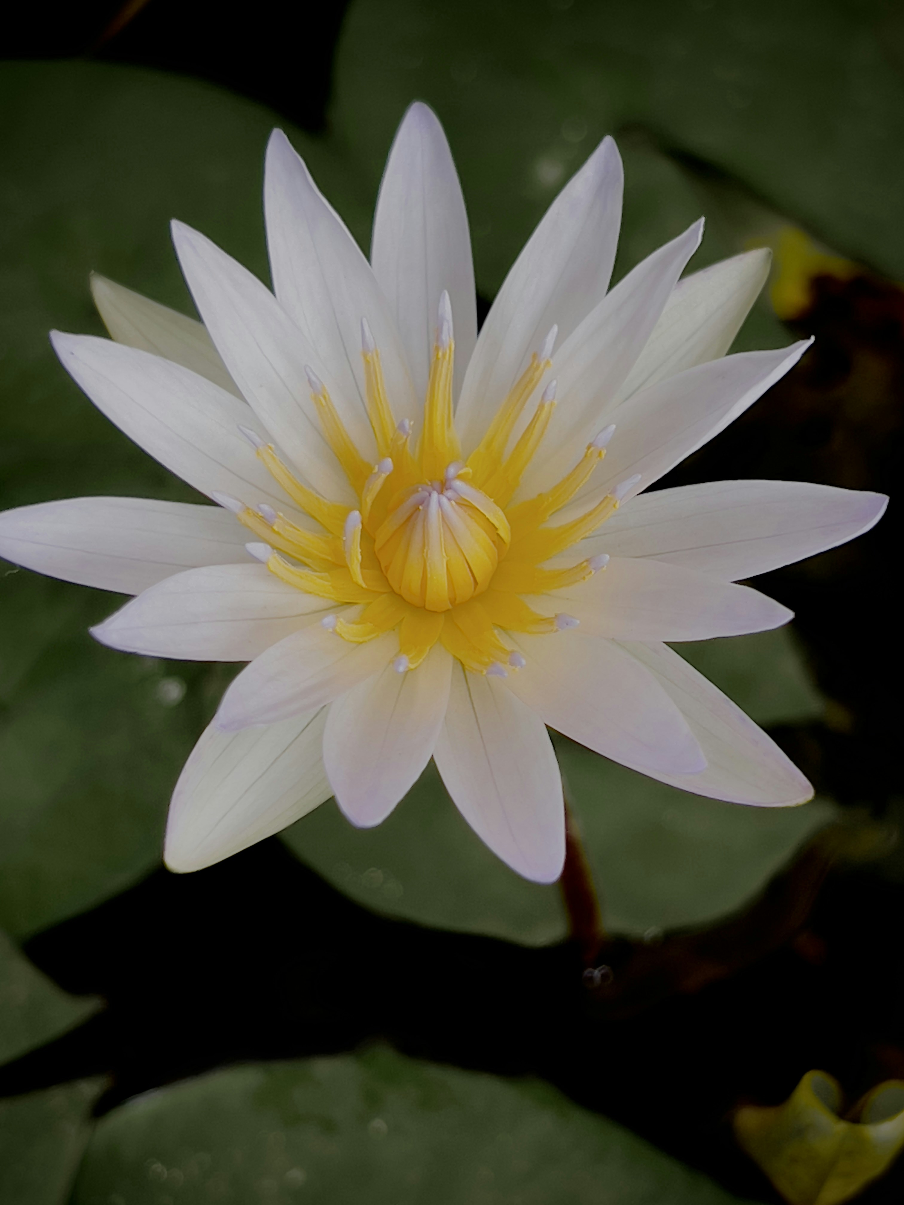 Photo by fahim_jaufer