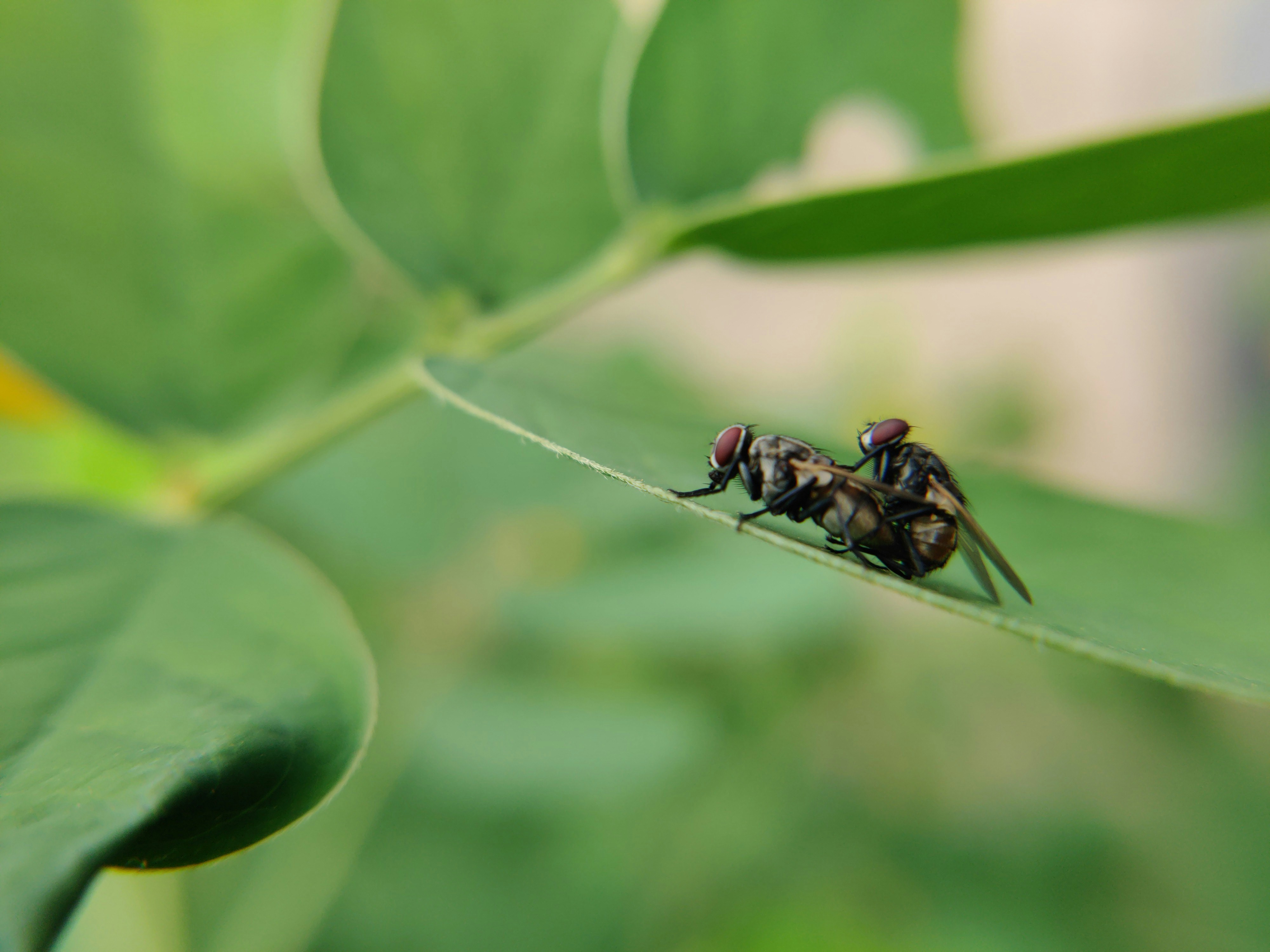 um grupo de formigas em uma folha