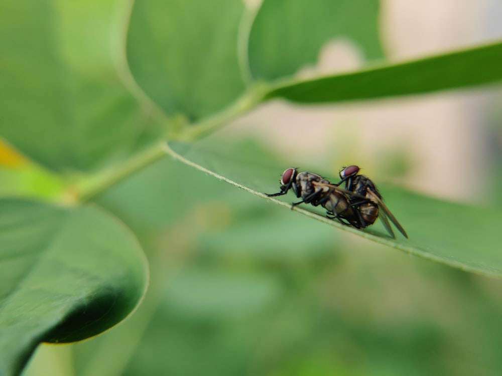a group of ants on a leaf