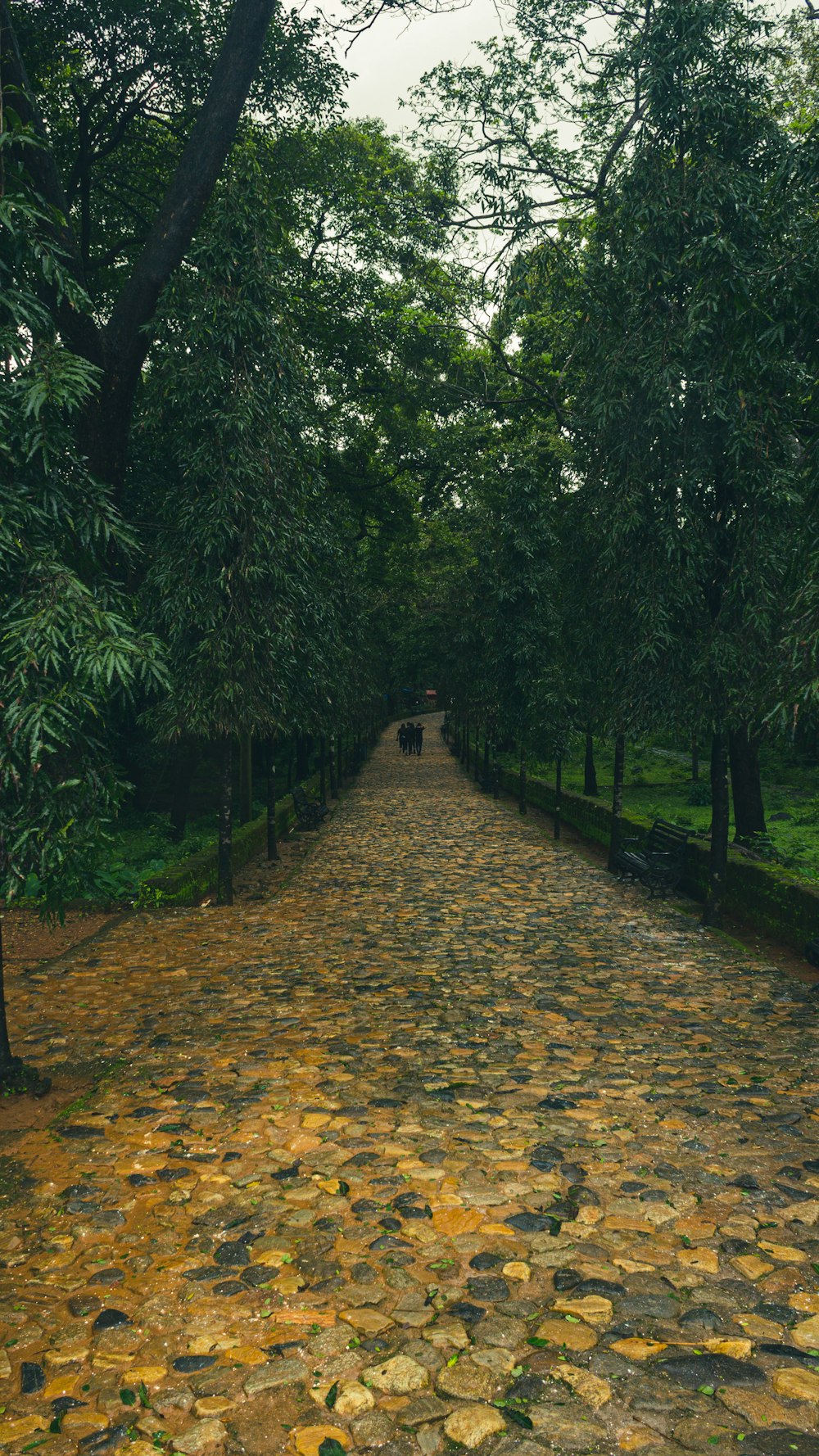 a path with trees on either side