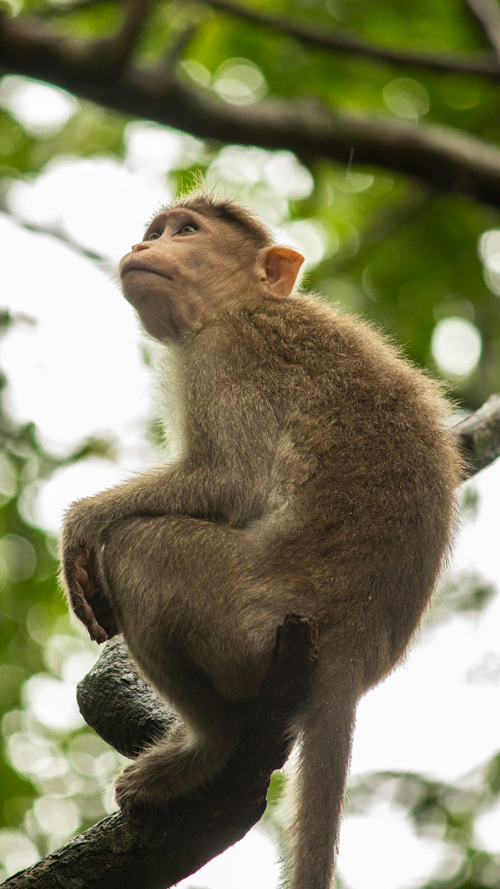 a monkey sitting on a tree branch