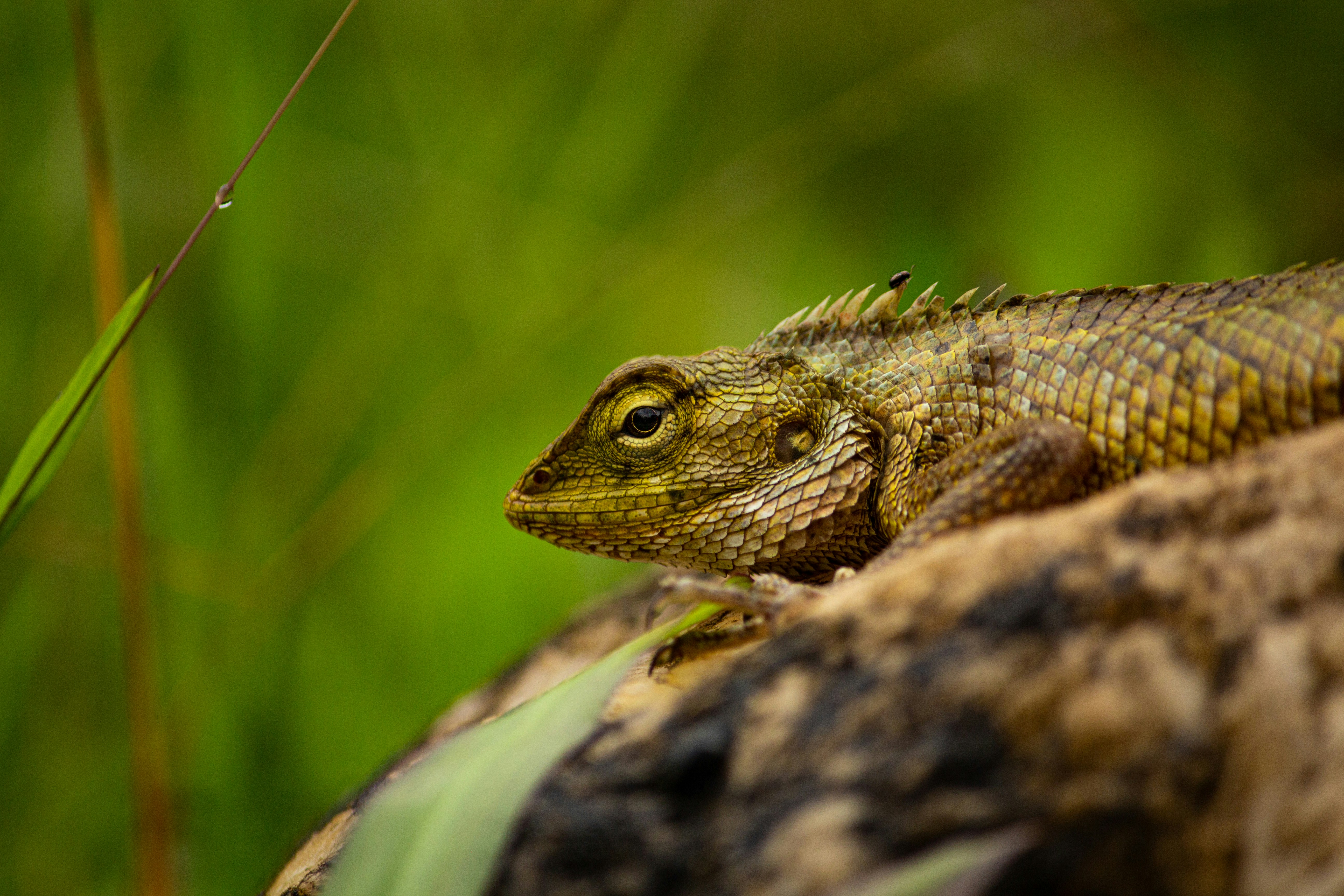 um lagarto em um galho