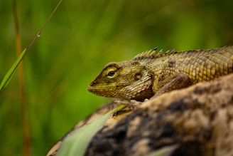 A lizard with textured scales is perched on a rock, surrounded by a blurred lush green background. Its eyes are focused and alert, with a prominent ridge running along its back.