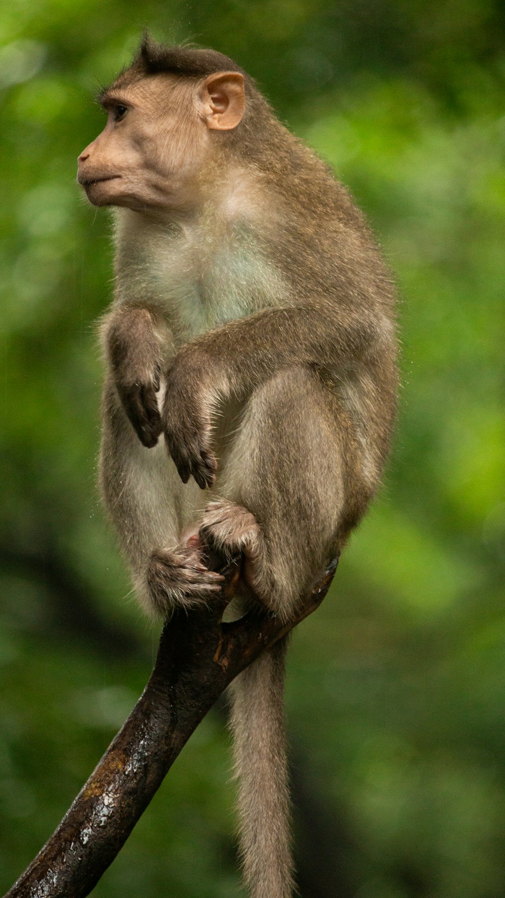 a monkey sitting on a branch