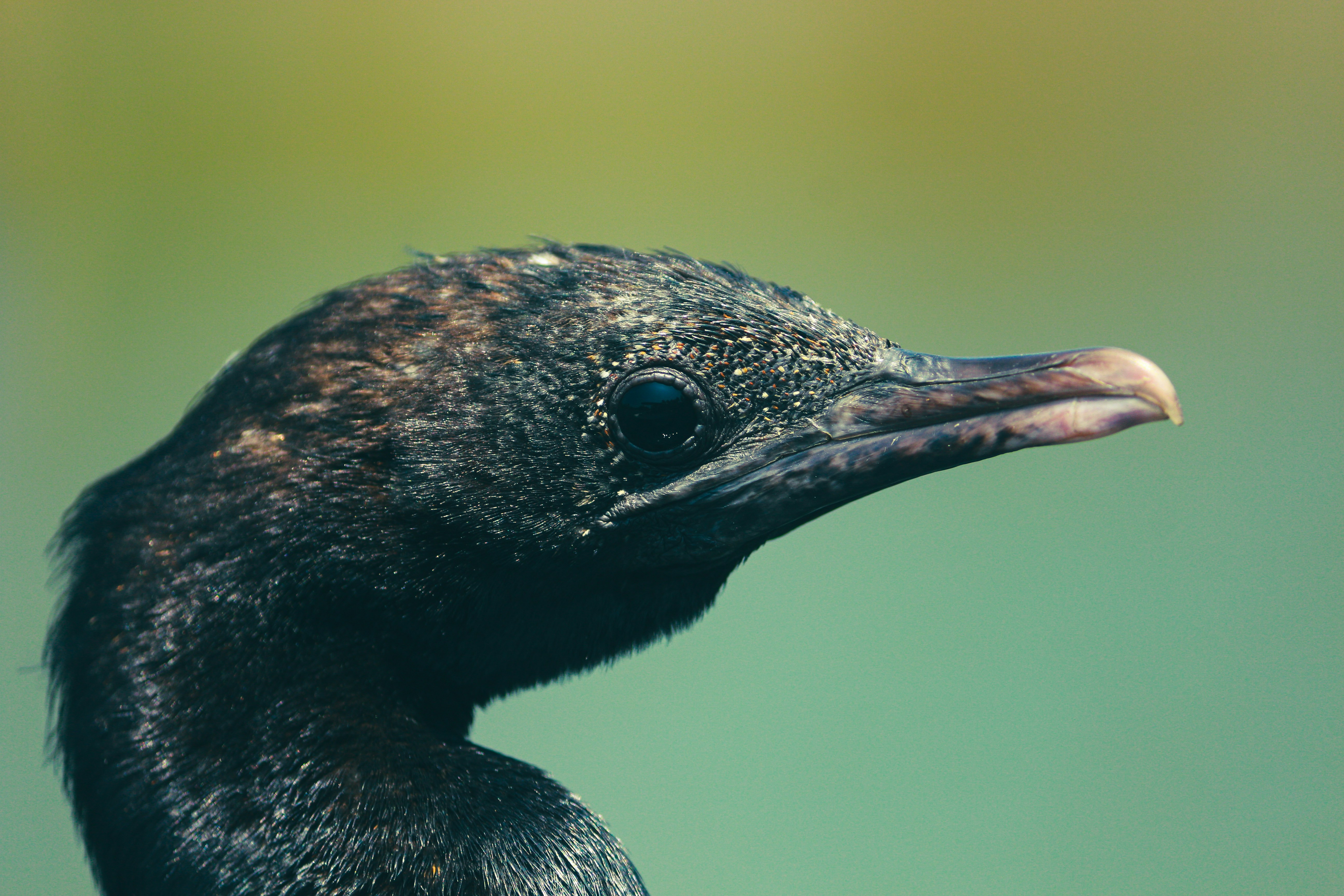 um close up de um pássaro