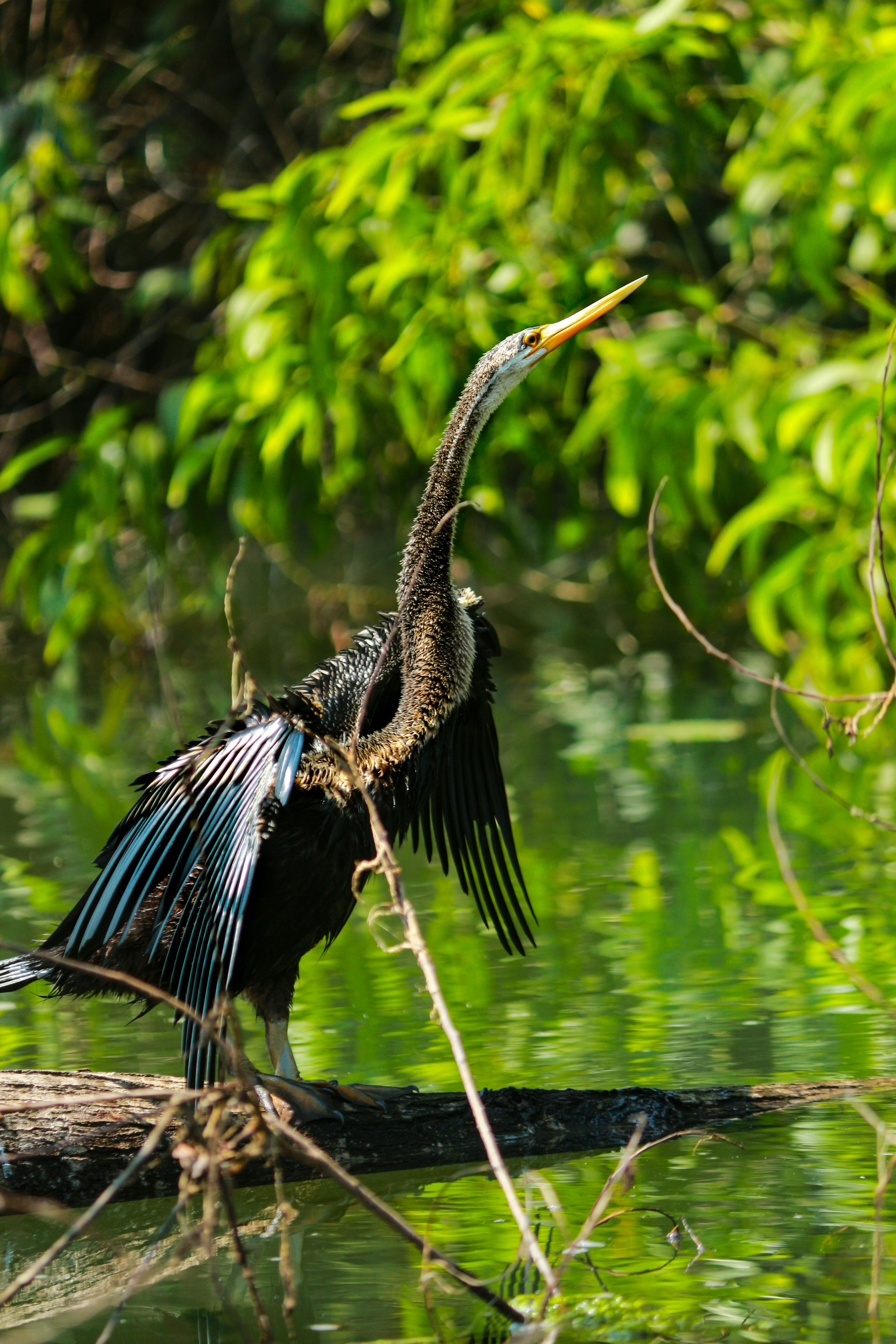 um pássaro com um pescoço longo