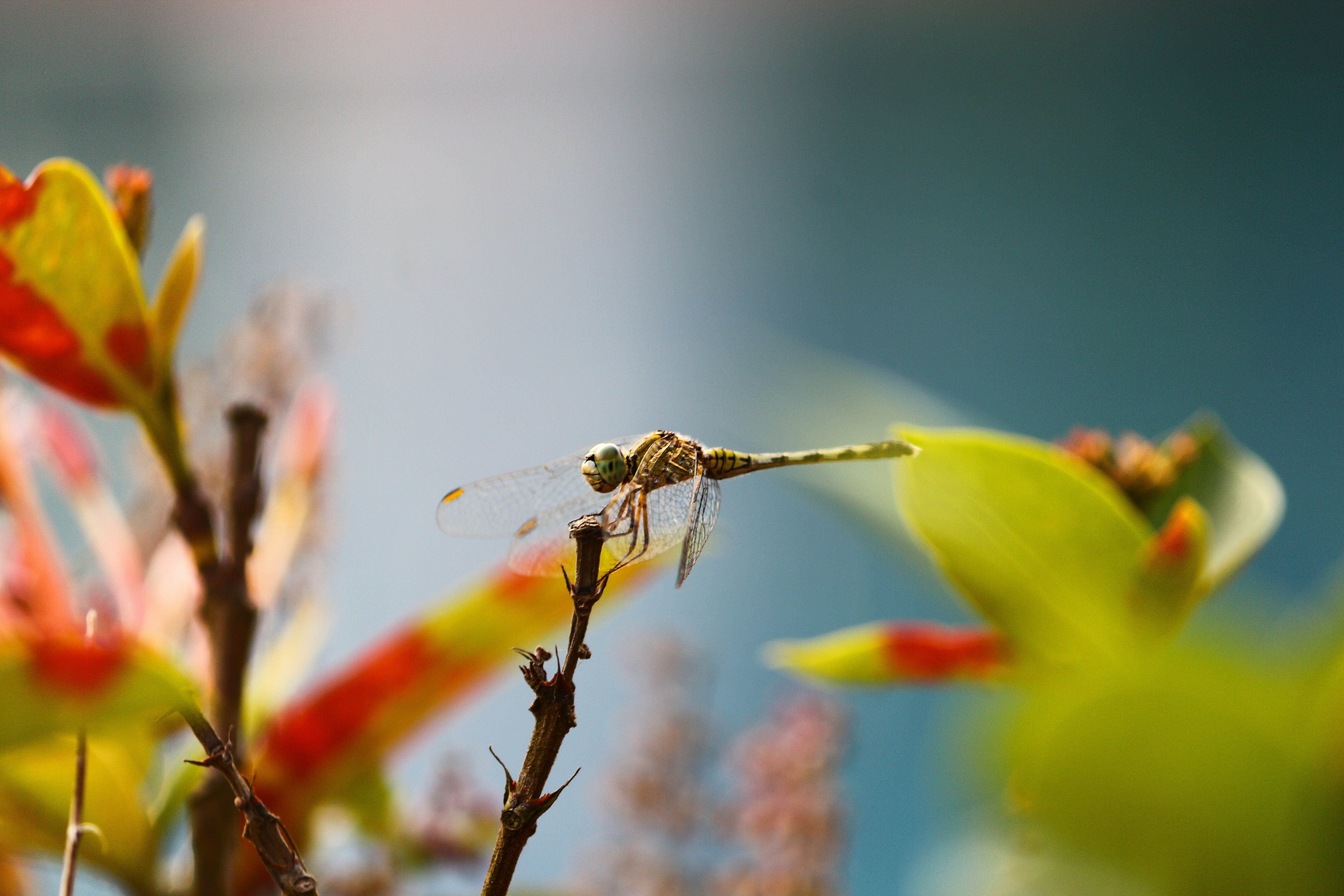 uma abelha em uma flor