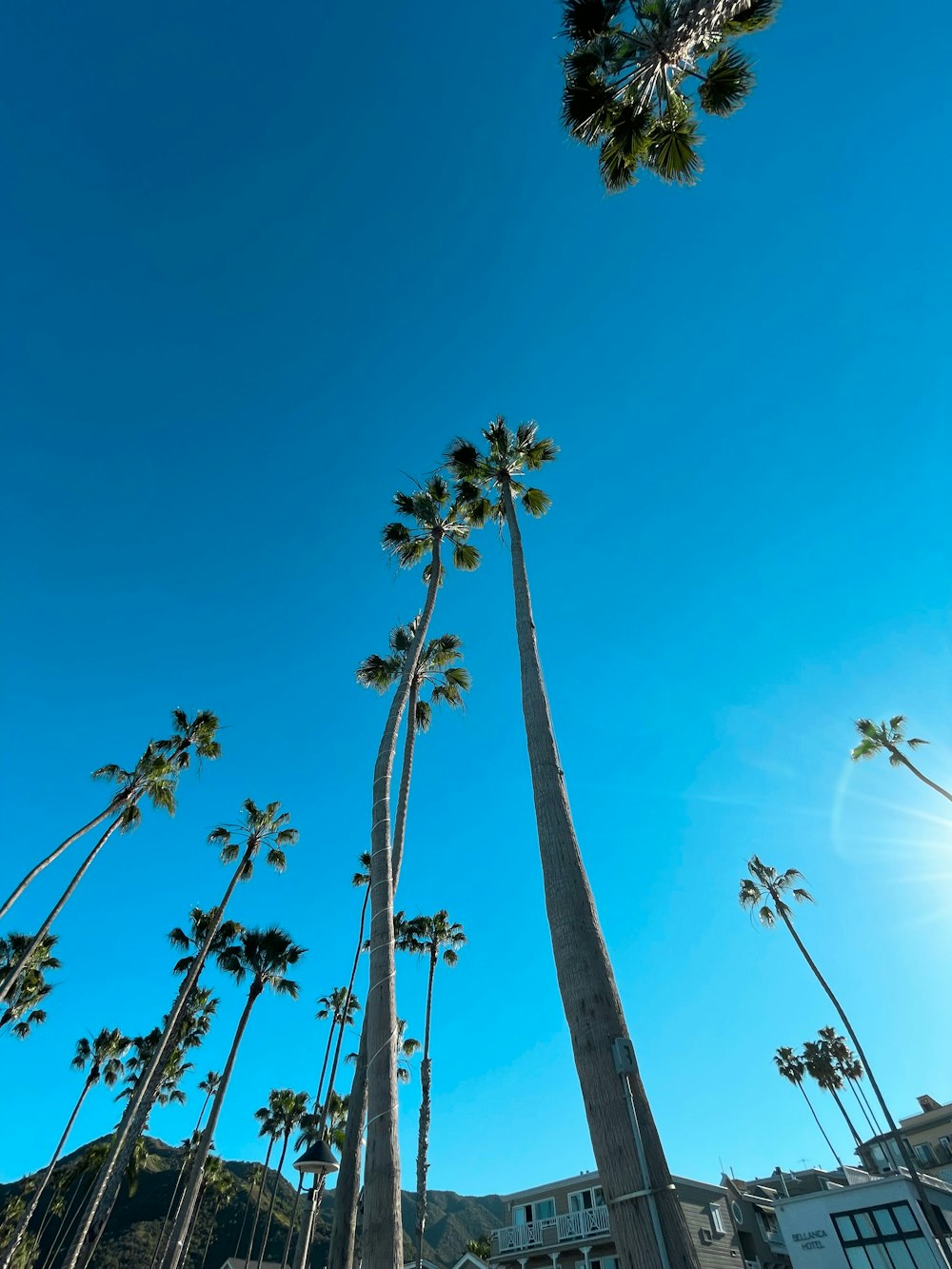 a group of palm trees