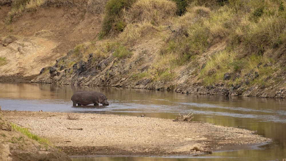 a hippopotamus in a river