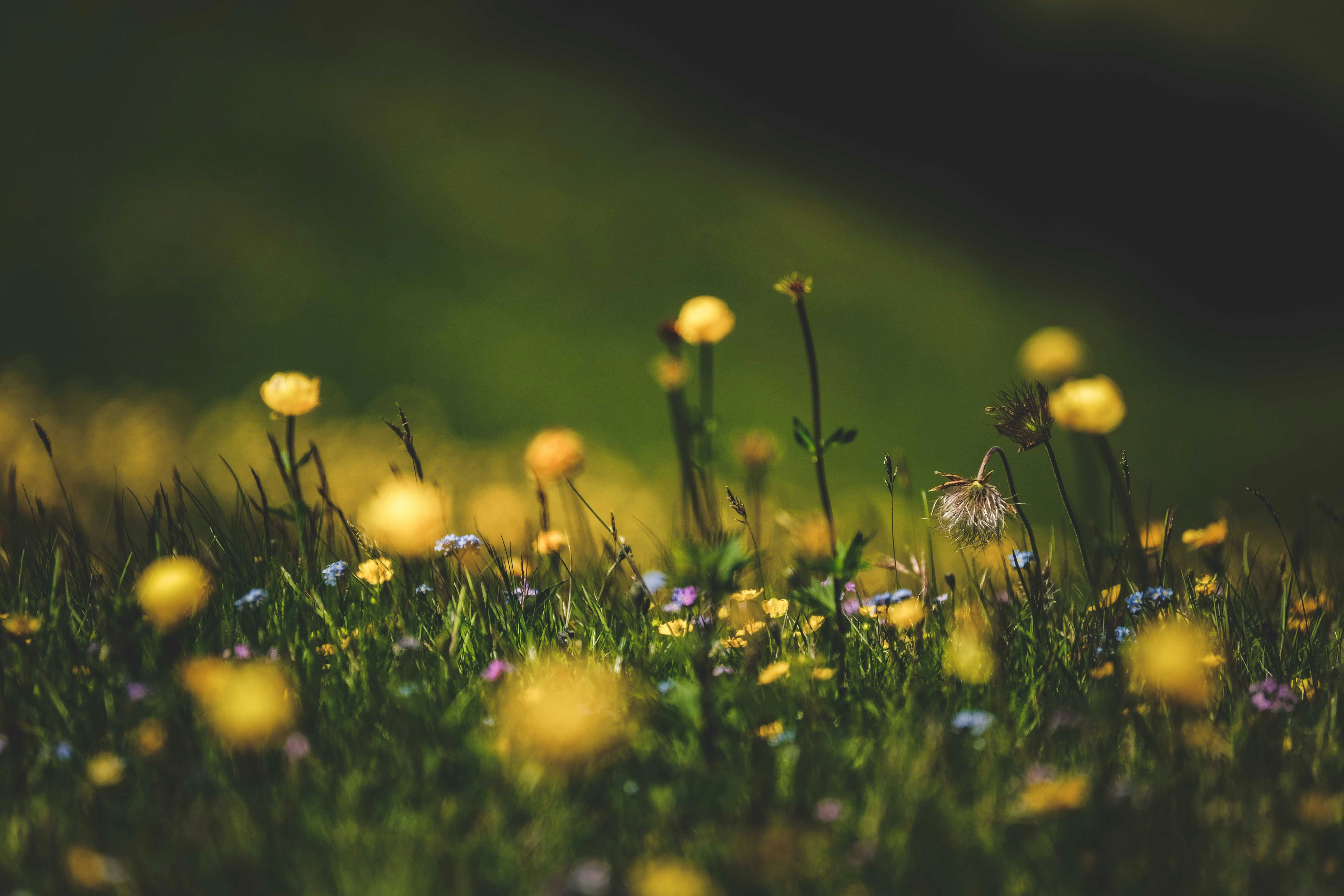 Photo by francesco_ungaro