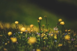 A close-up, shallow-focus photograph of a meadow filled with yellow, blue, and purple wildflowers. The background is mostly a blurred mix of dark green and yellow tones, creating a peaceful and immersive nature scene.