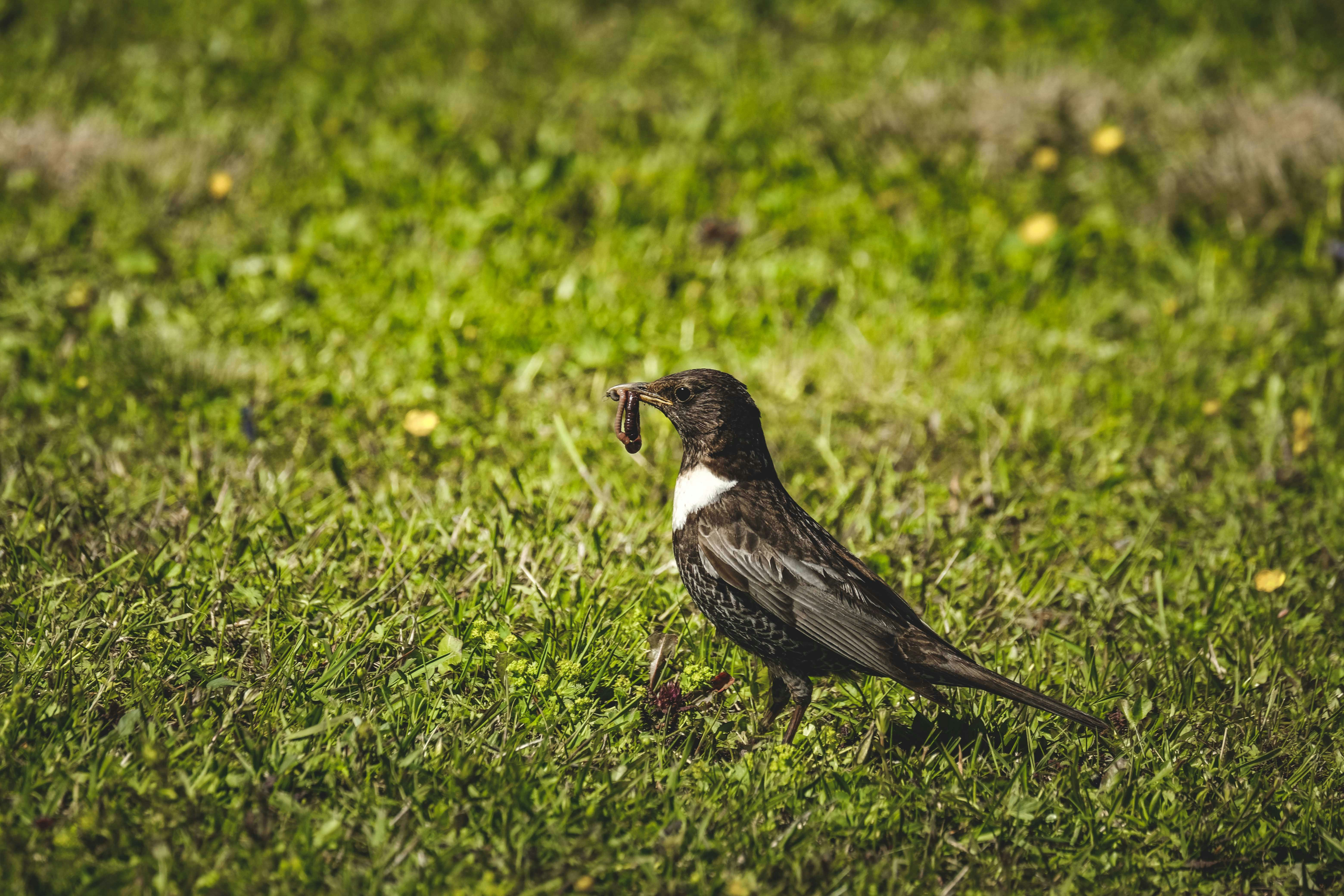 Photo by francesco_ungaro