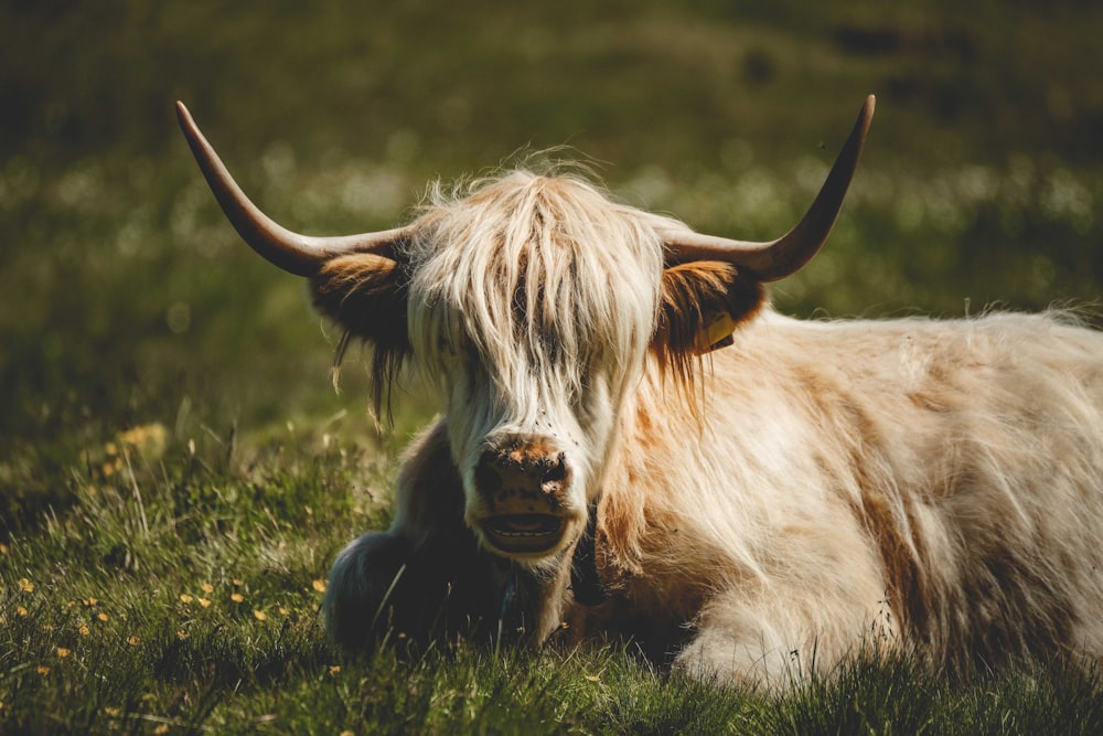 a cow lays in the grass