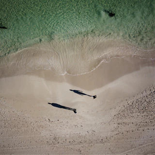 a bird flying over a beach