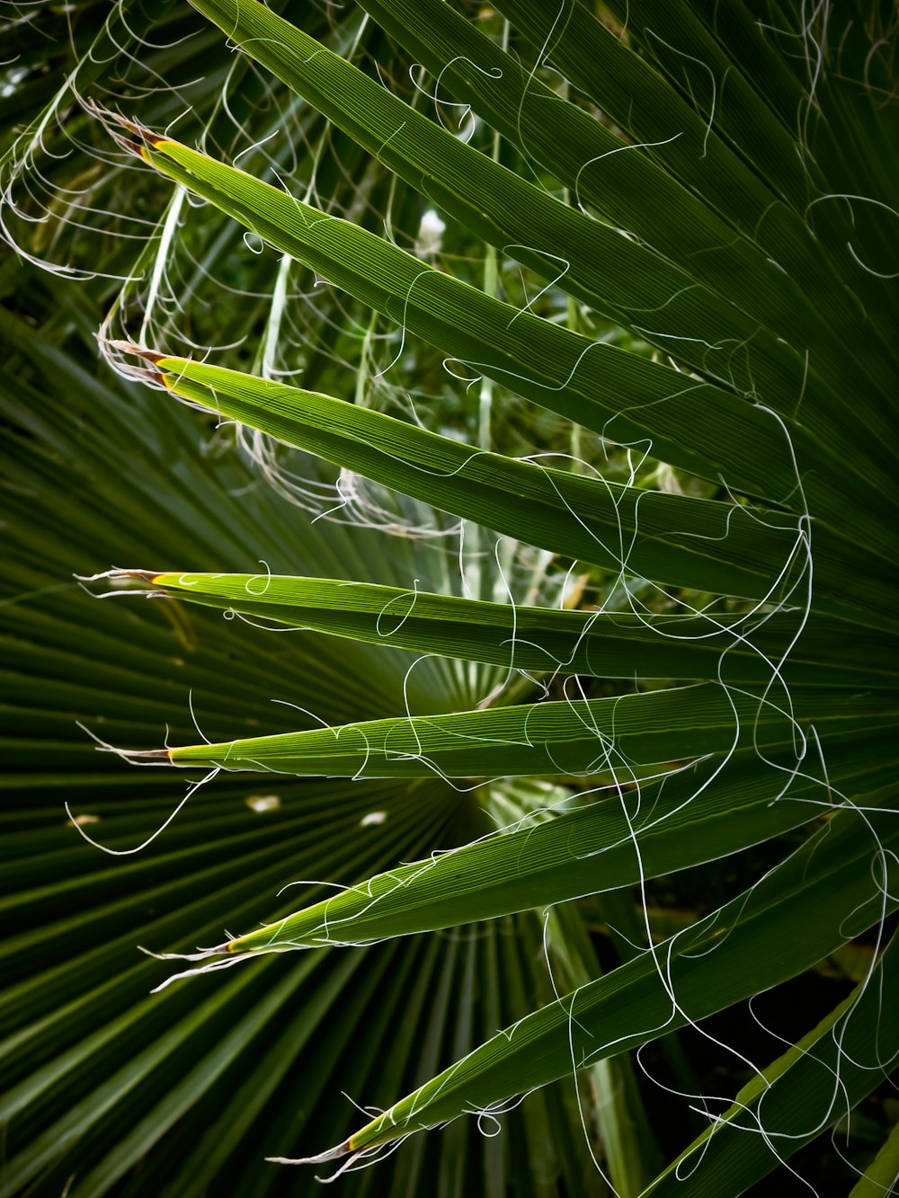 close up de uma planta