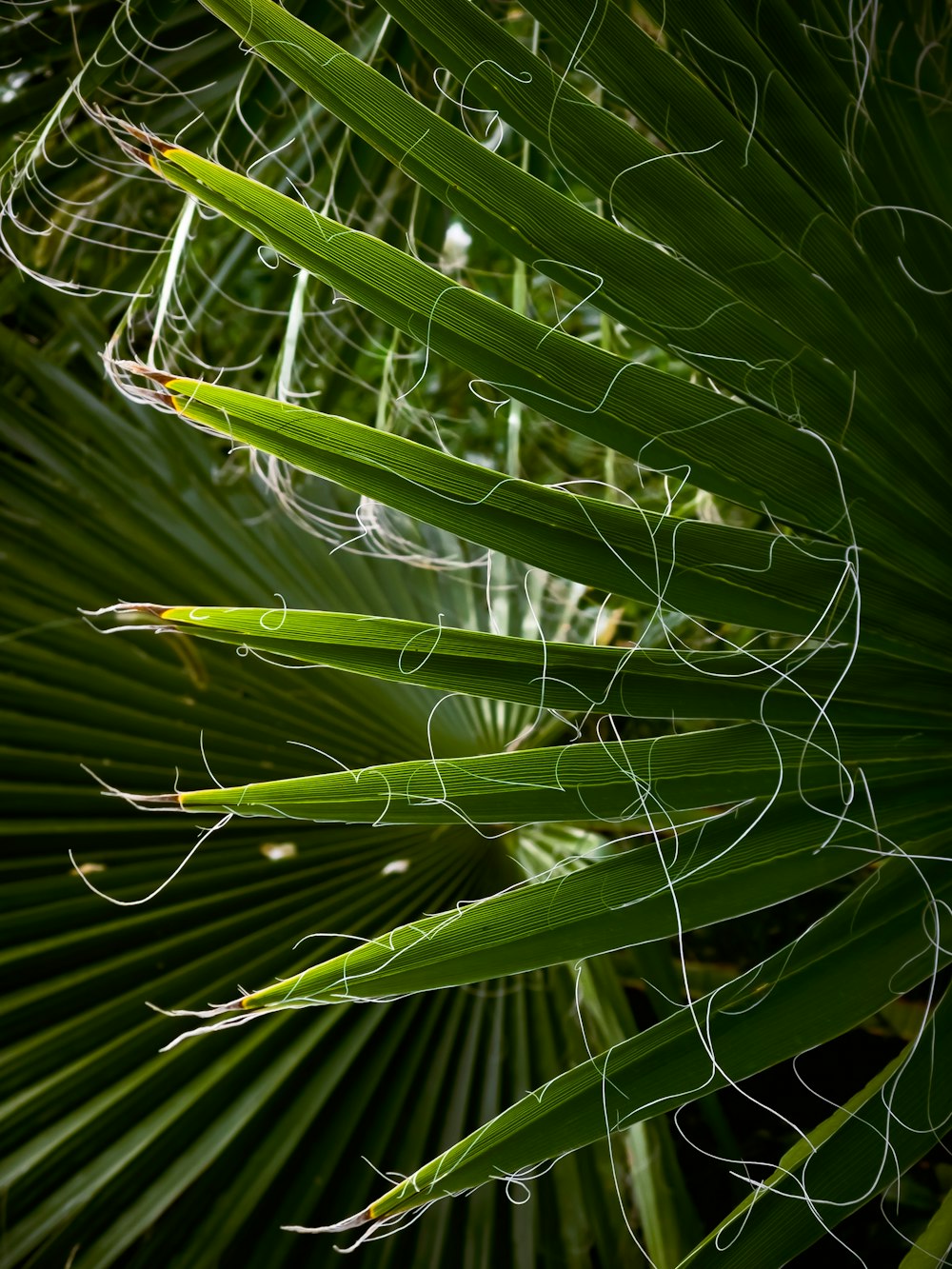 close up of a plant