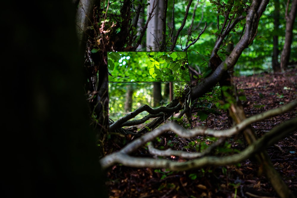 a tree in a forest