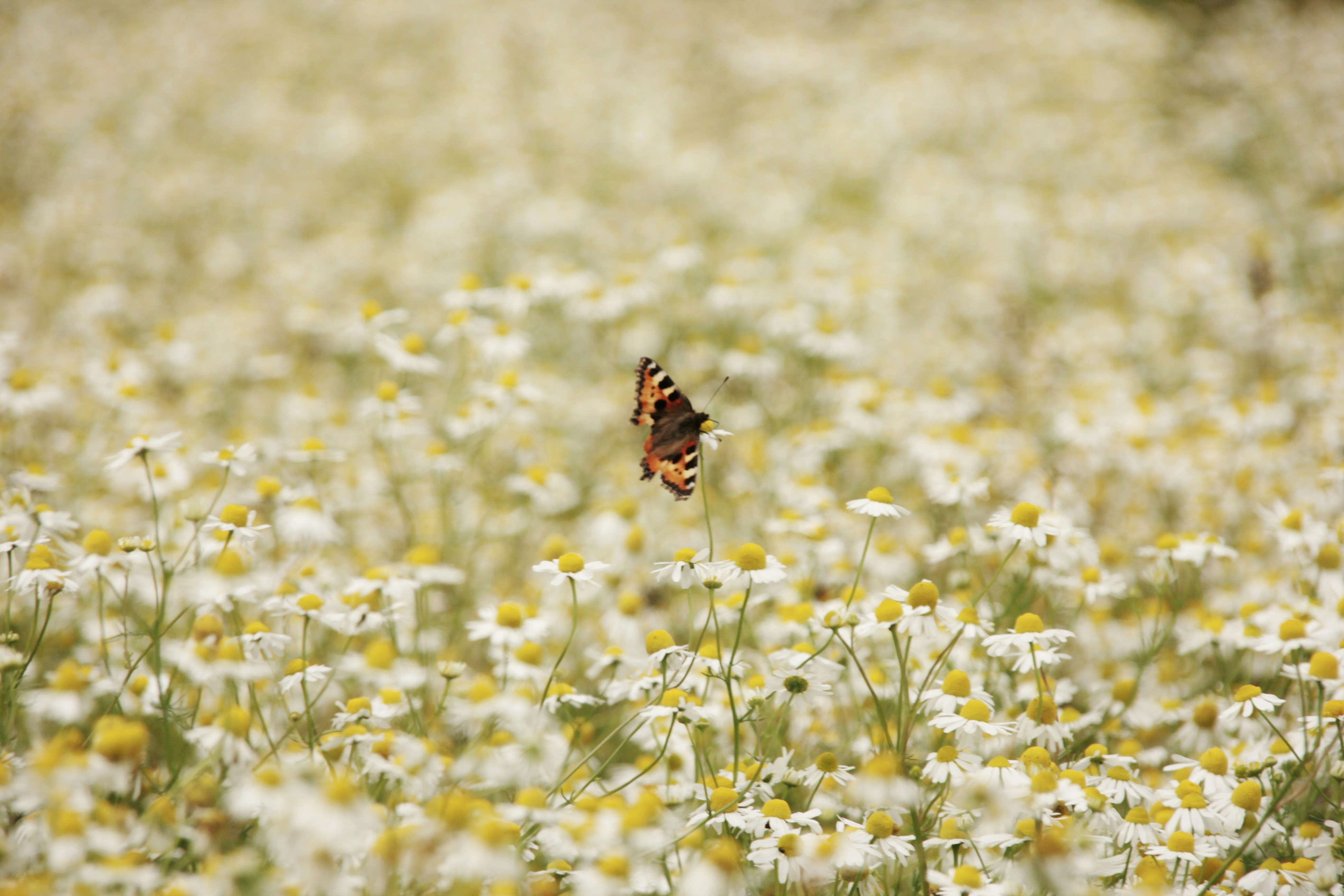 a close up of a flower