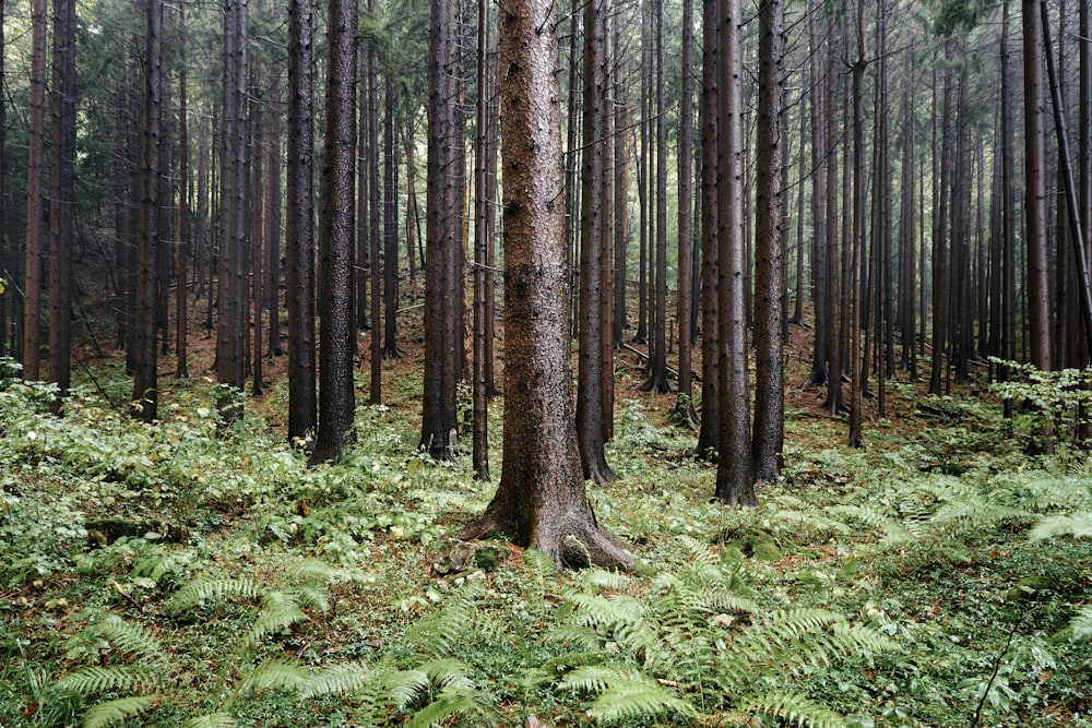 uma árvore no meio de uma floresta