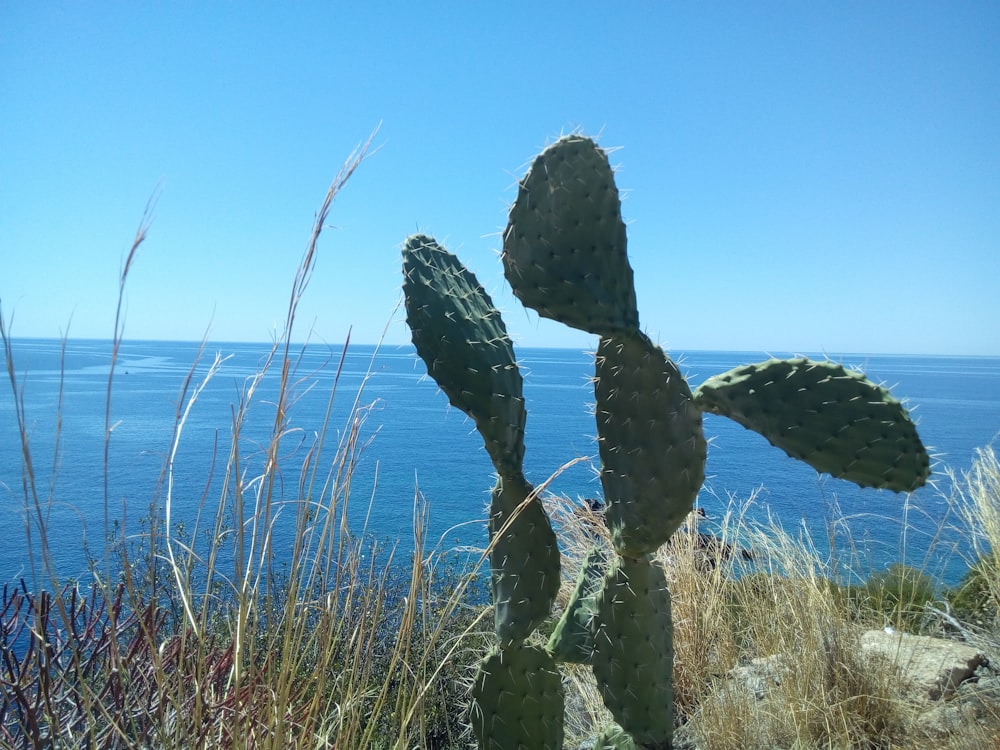 a group of cactus in the desert