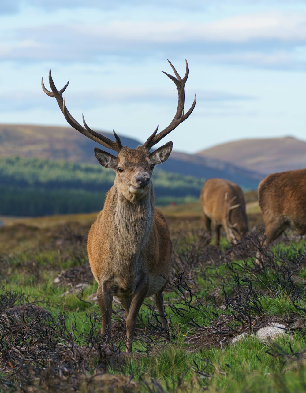 a group of deer in a field