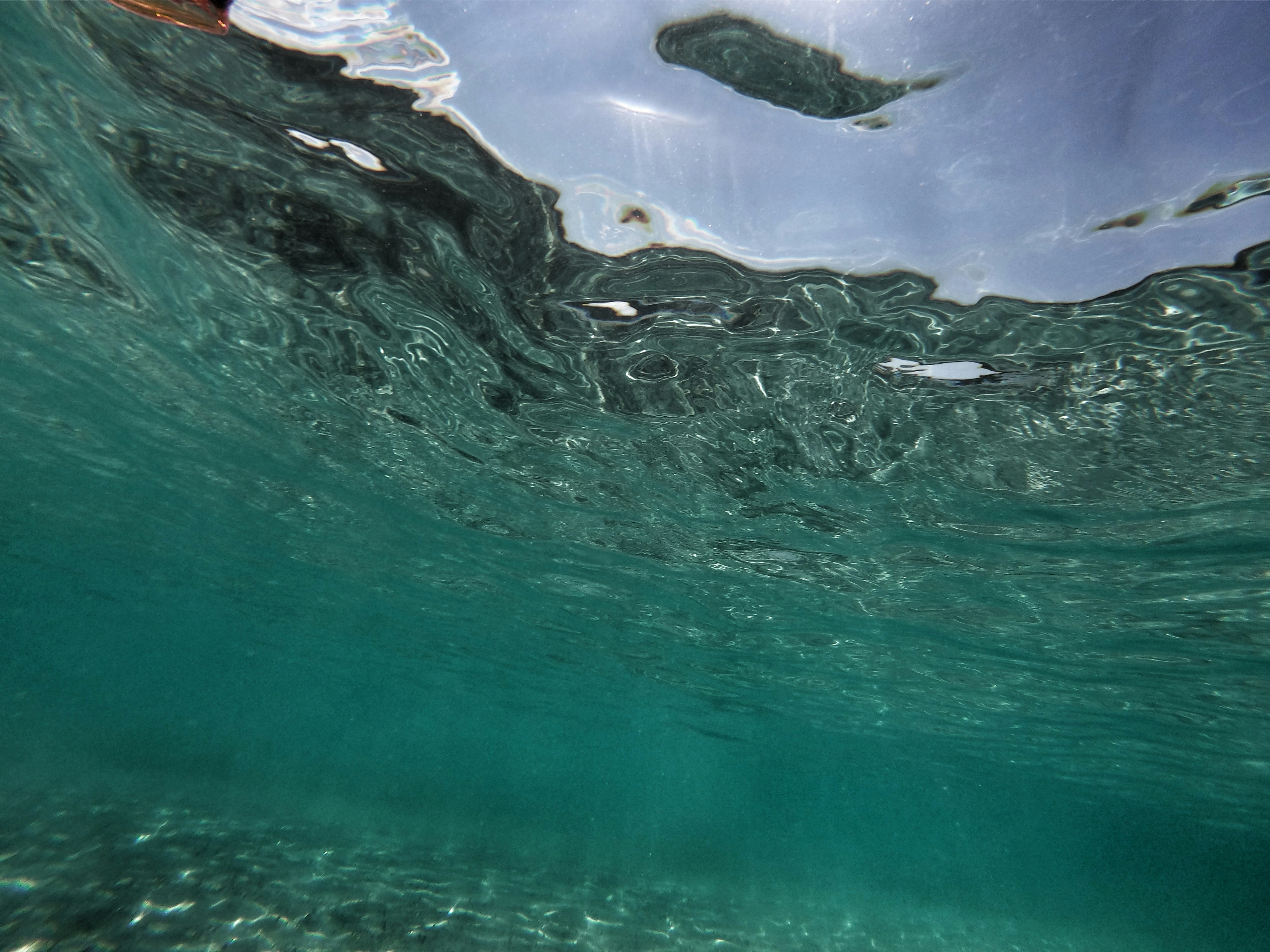 Un groupe de baleines nageant dans l’océan