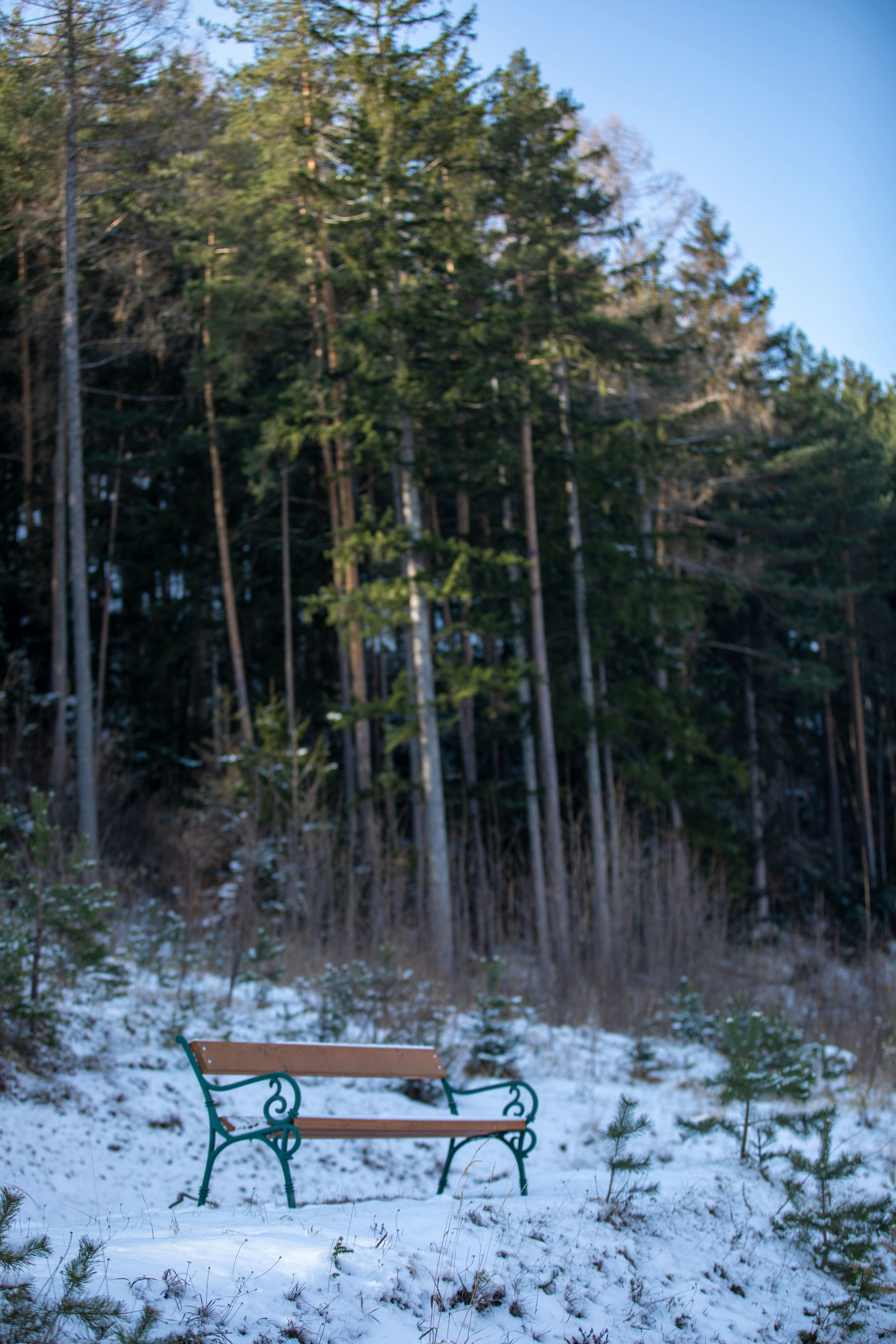 A bench in the snow photo – Free Furniture Image on Unsplash