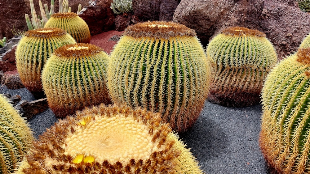 a group of cacti