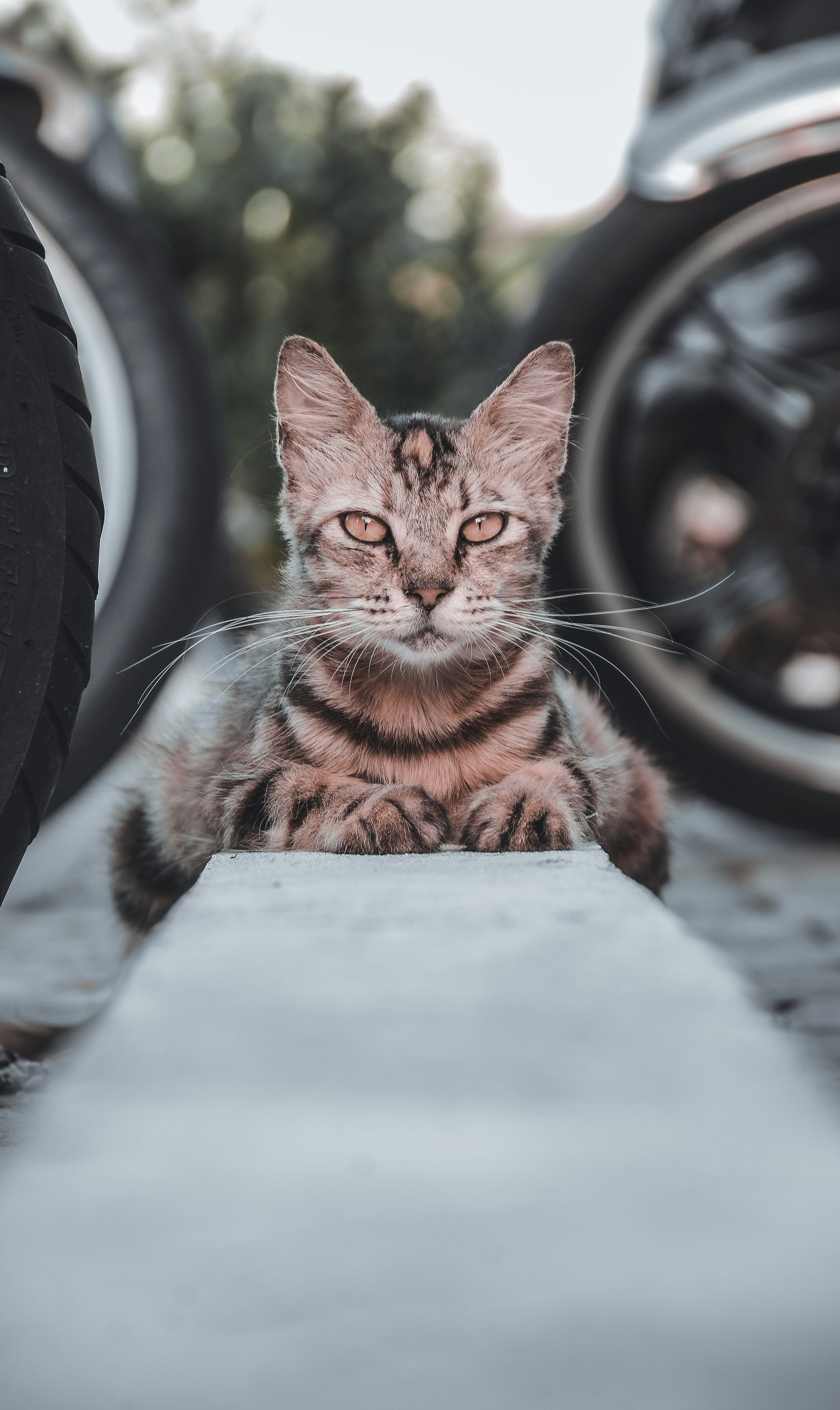 Alaska's Frozen Kingdom (image credits: unsplash)