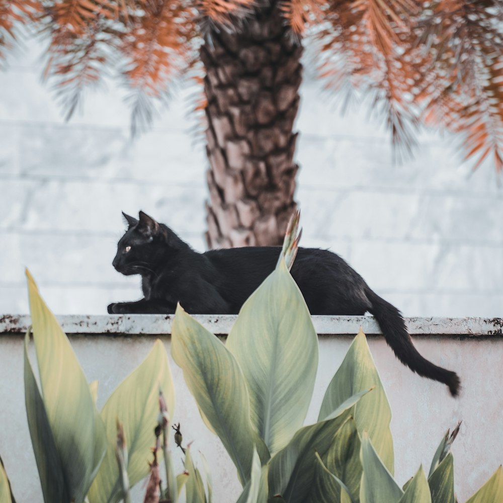 a black cat on a tree branch