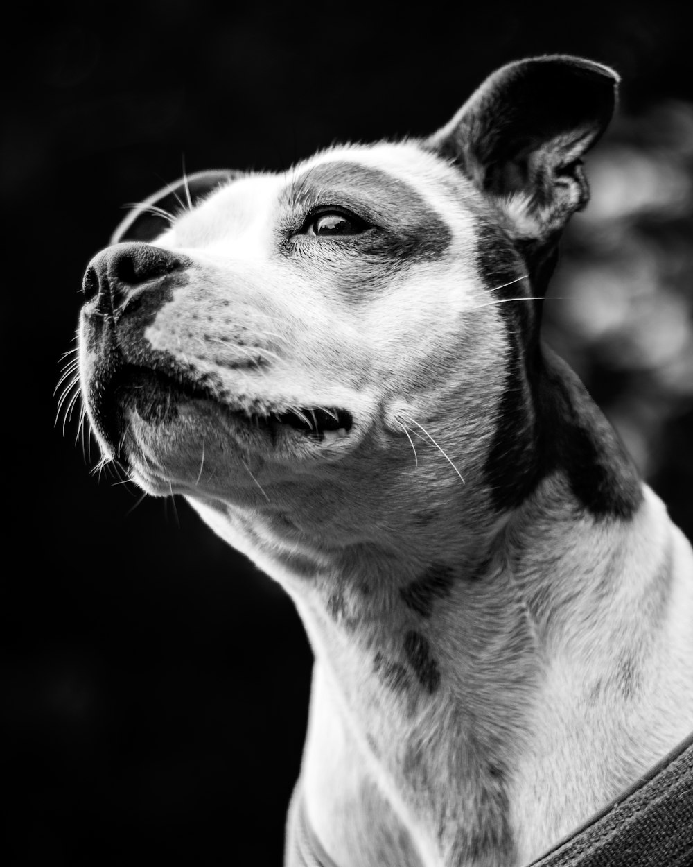 a black and white photo of a wolf