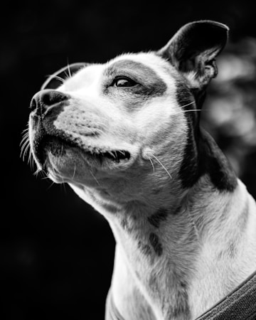 Staffordshire Bull Terrier