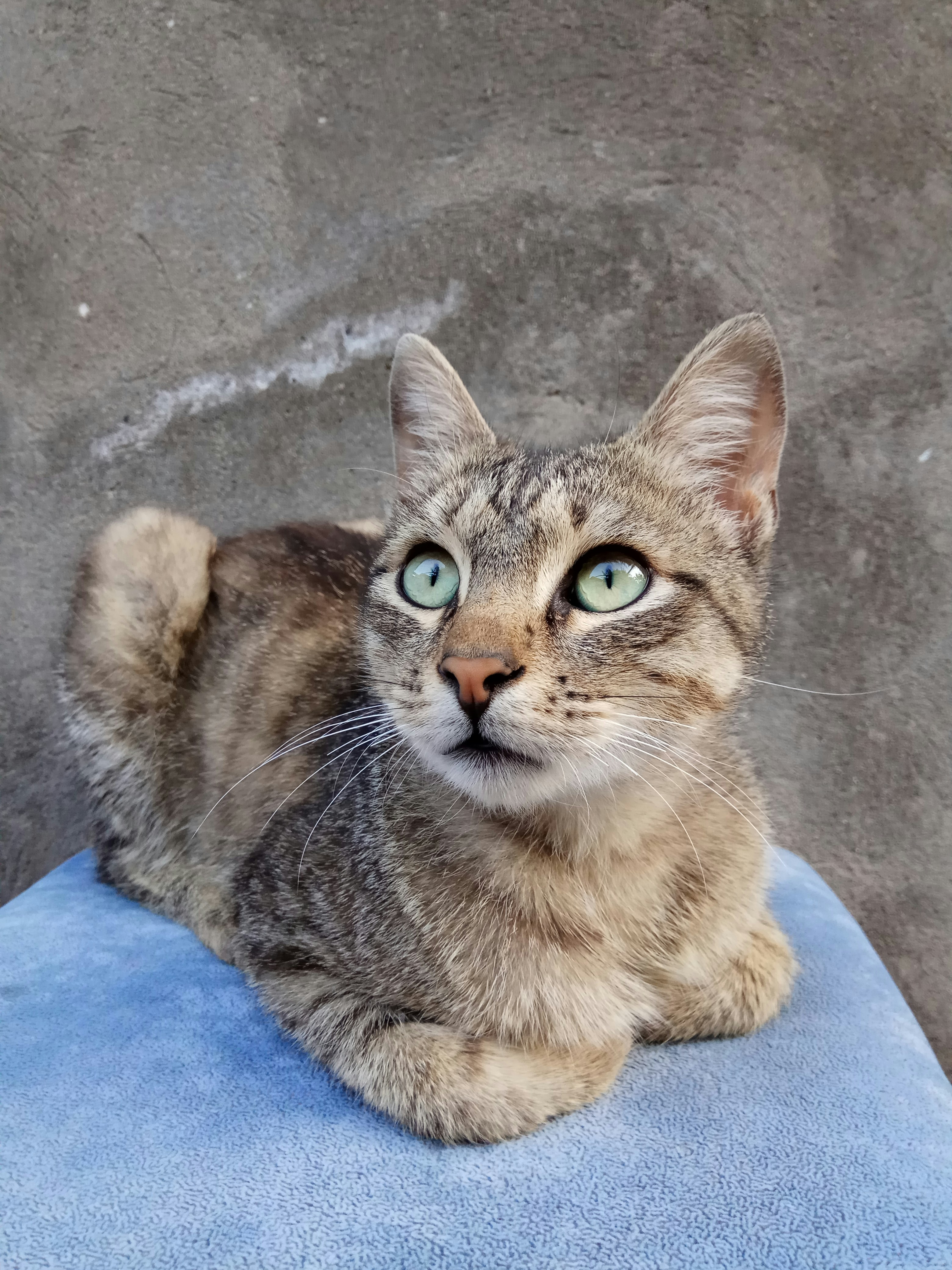 a cat lying on its back