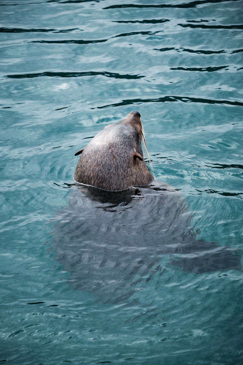 a seal in the water