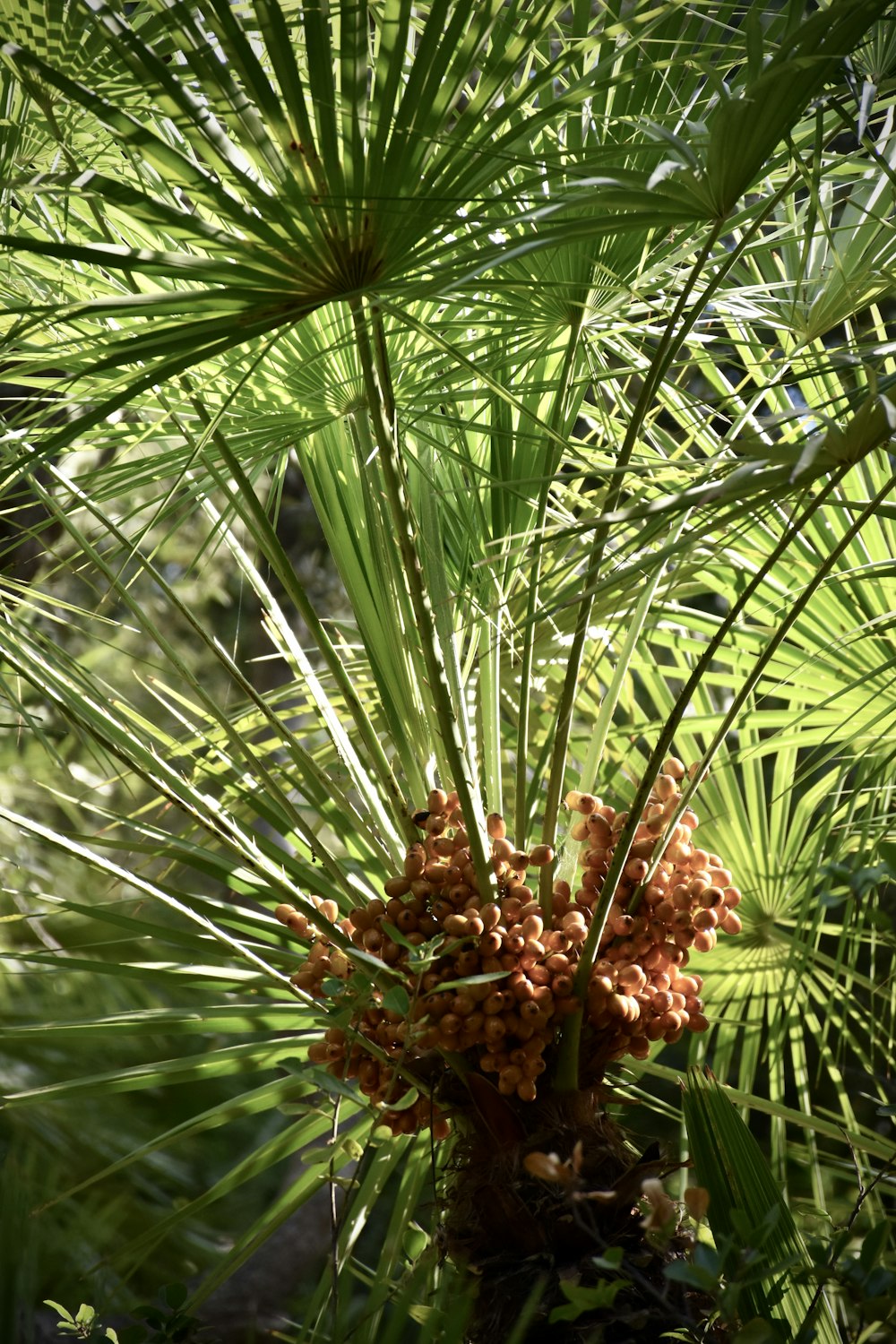 a pine cone on a tree