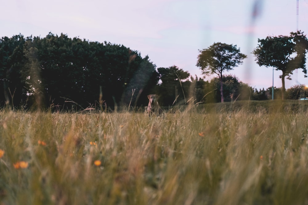 a giraffe in a field