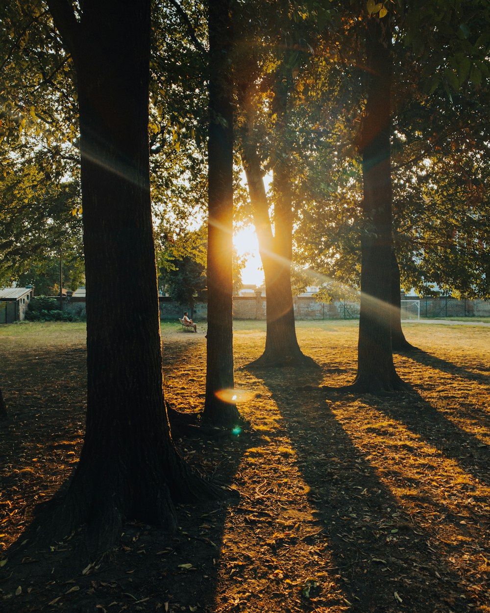 a path with trees and grass